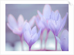 Crocus flowers by Assaf Frank